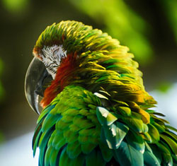 fluffed macaw