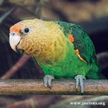 endangered cape parrot