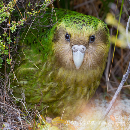 endangered kakapo