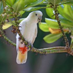 endangered philippine cockatoo