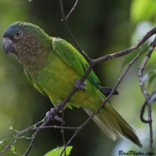 Brown-throated Conure