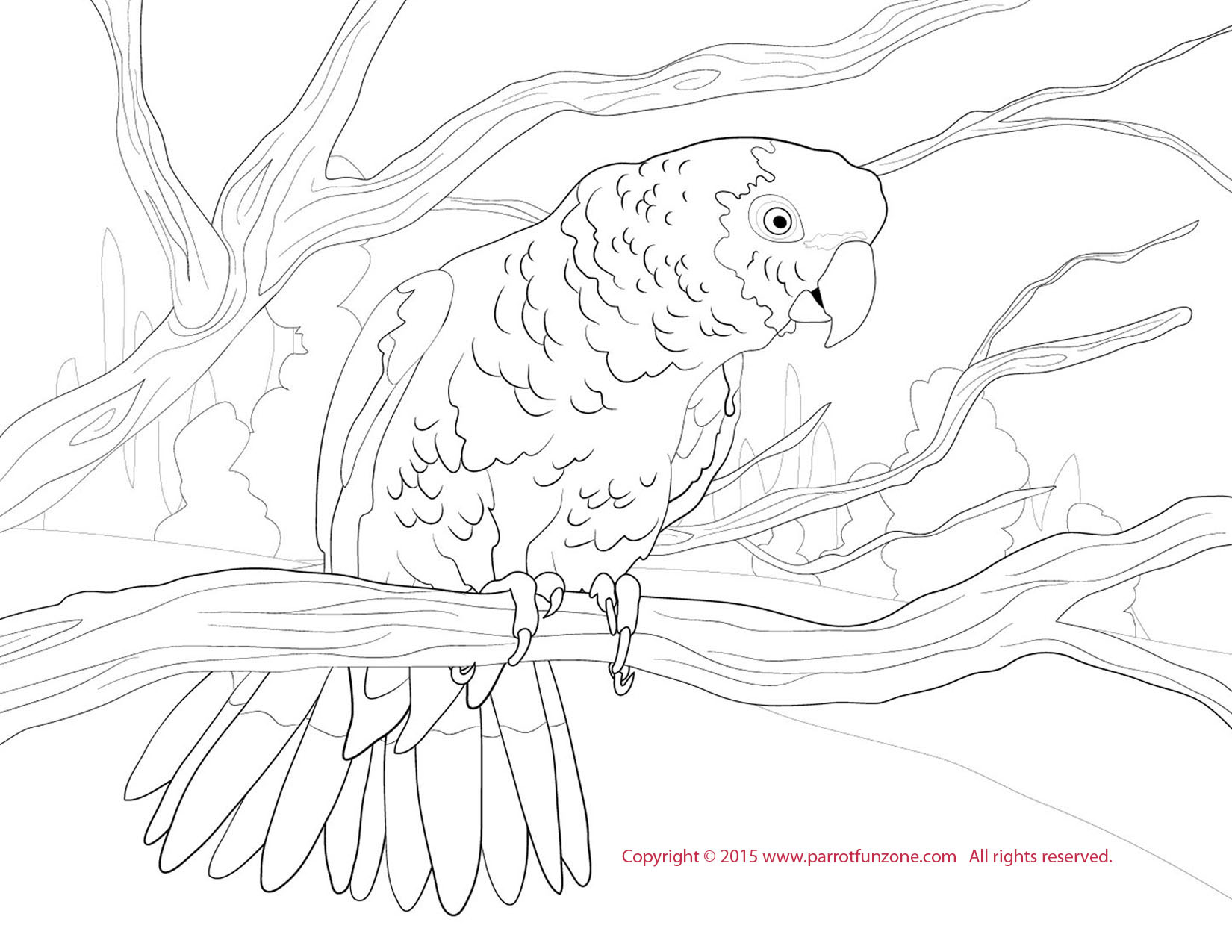 double yellow amazon coloring page