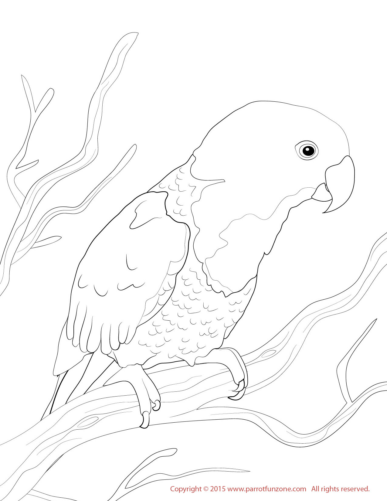 female eclectus coloring page