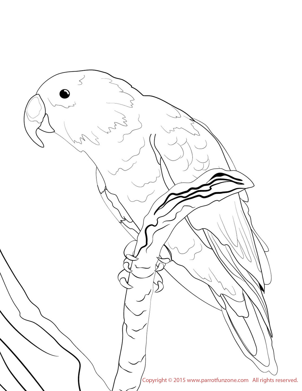 male eclectus coloring page
