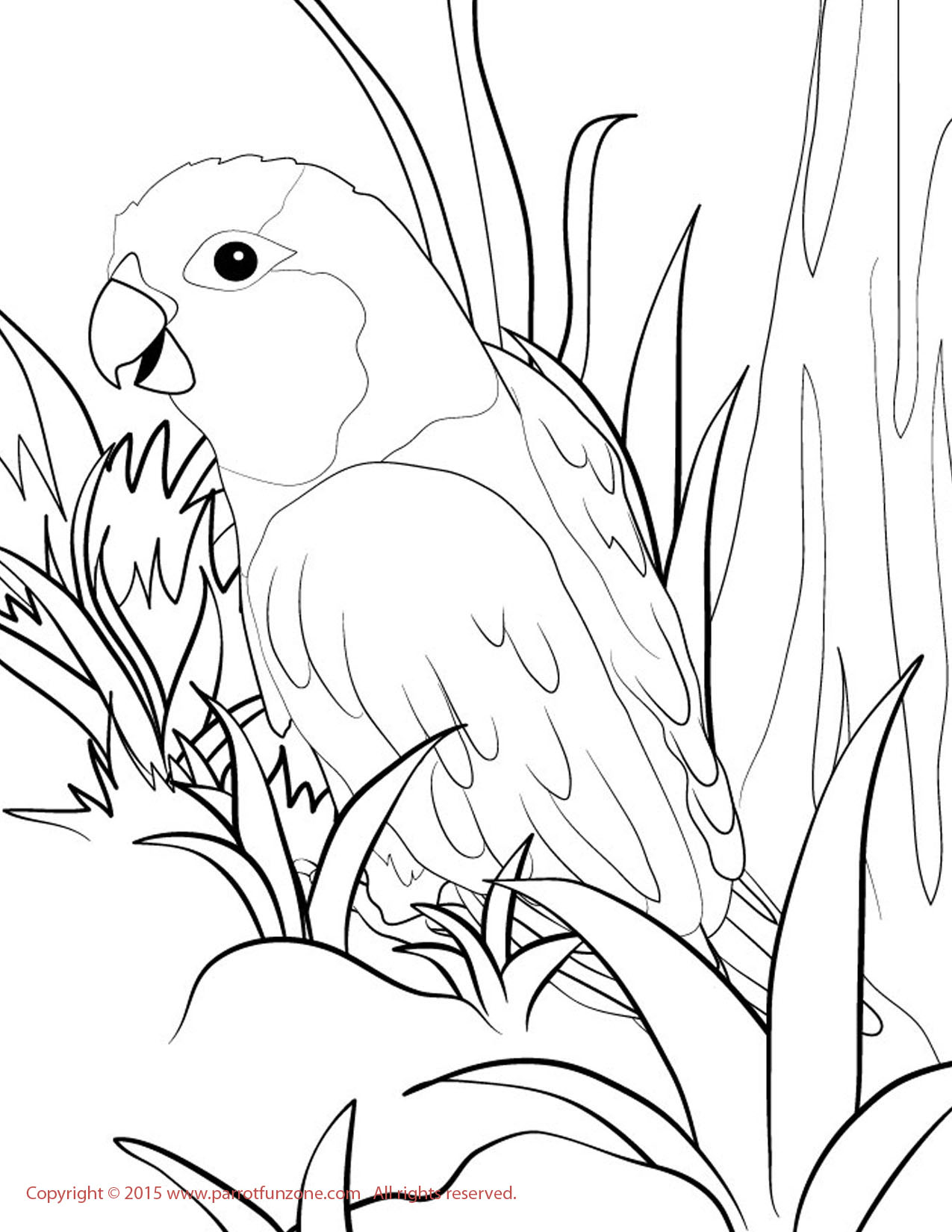 parrotlet coloring page