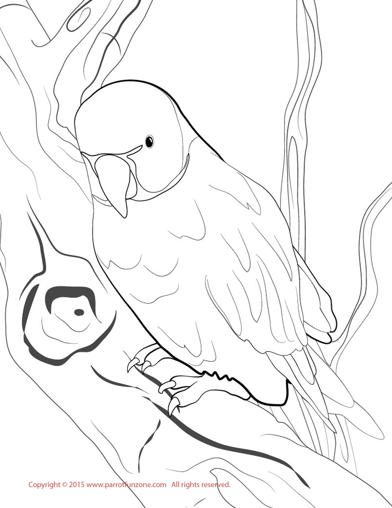 ringneck parakeet coloring page