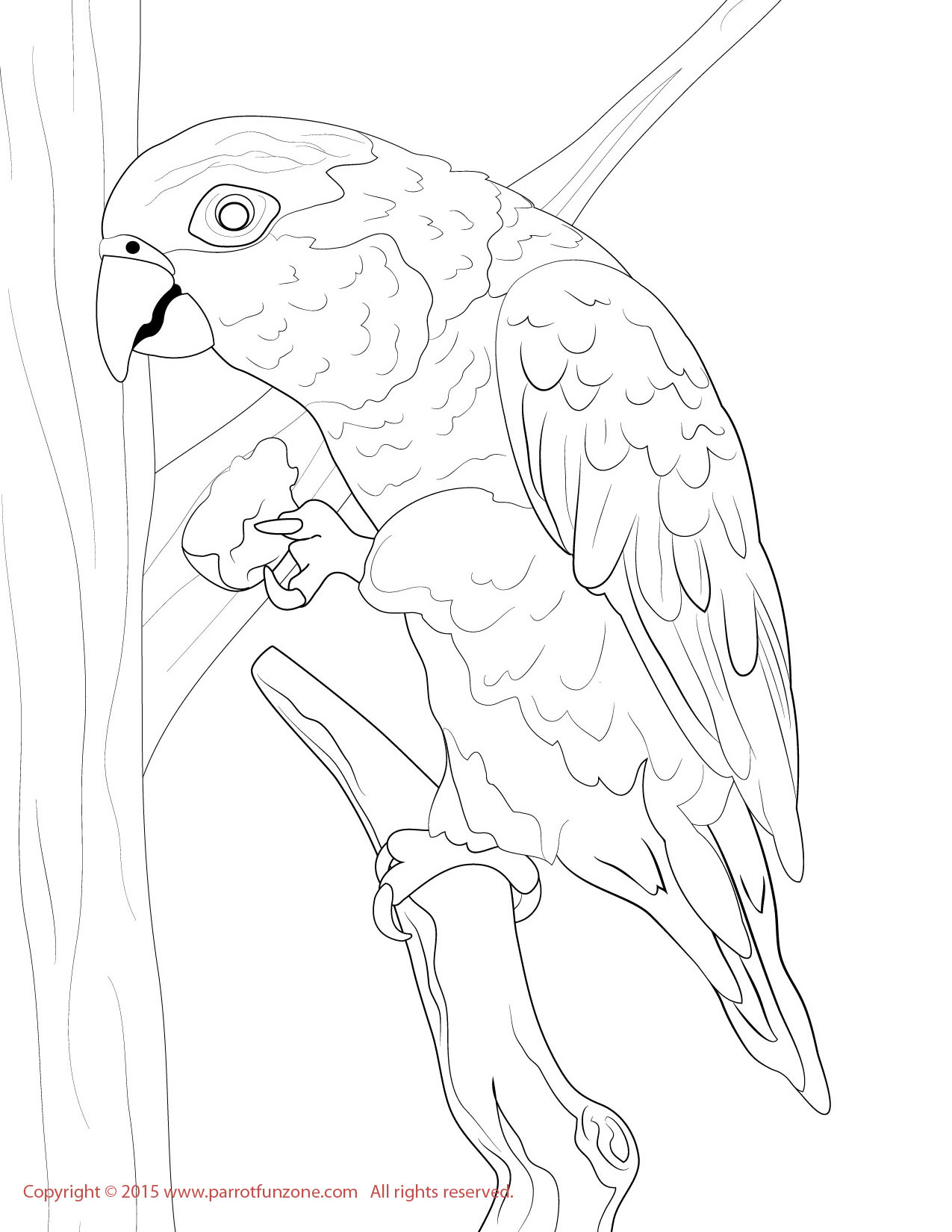 white bellied caique coloring page
