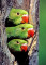 Psittacula Parrots